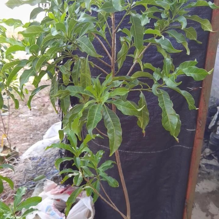 五***哥当前无花栽培后可以开花