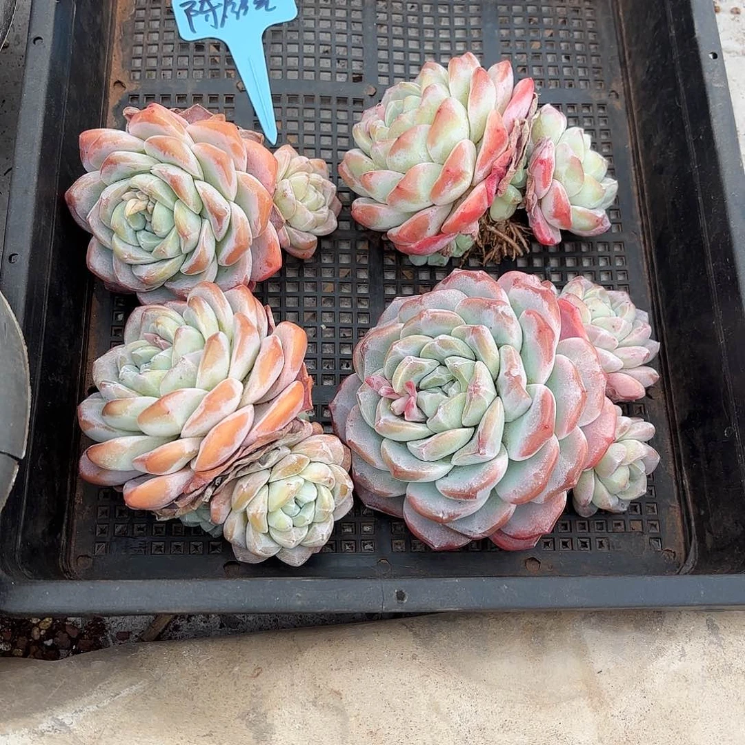 陈燕云姐的11个冰玉好看