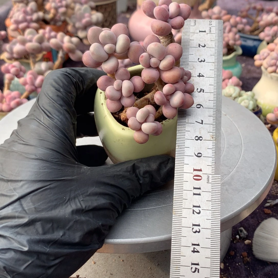 26号带盆偏远地区不包邮哦哦有瑕疵