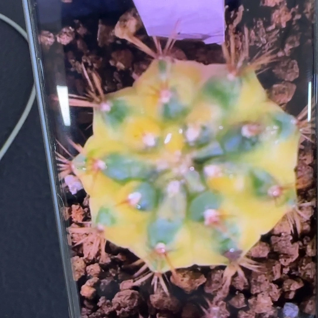 64-0215泰国发货多肉