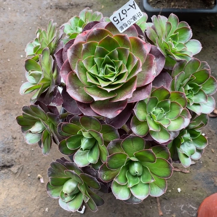 675魅金玫瑰多肉12344578多肉