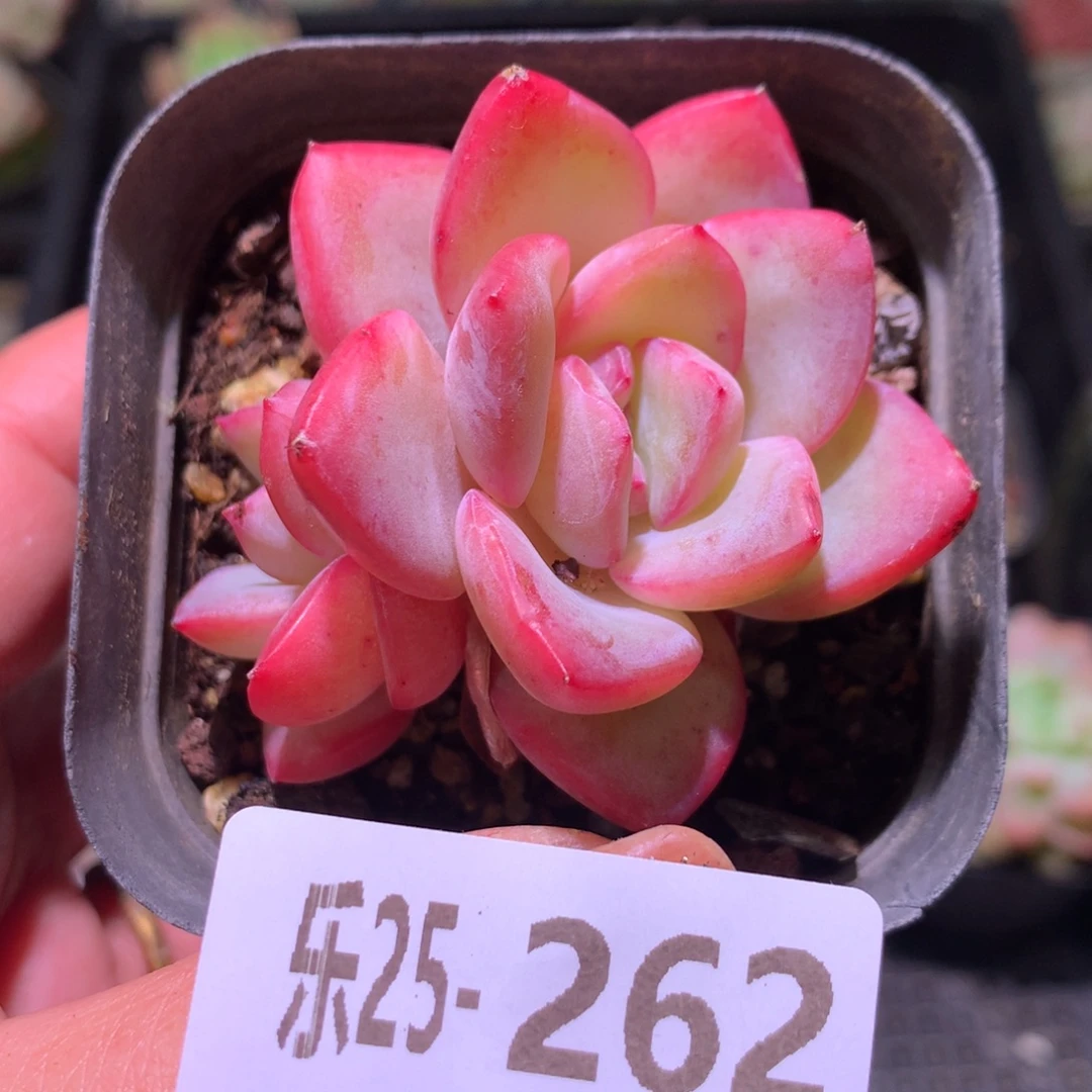 乐然25-262 草莓泡芙
