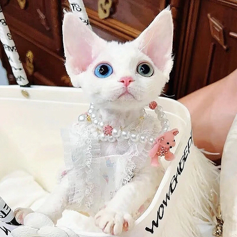 德文卷毛猫不掉毛性格好纯白蓝眼睛异瞳纯黑黑白虎斑德文德文猫