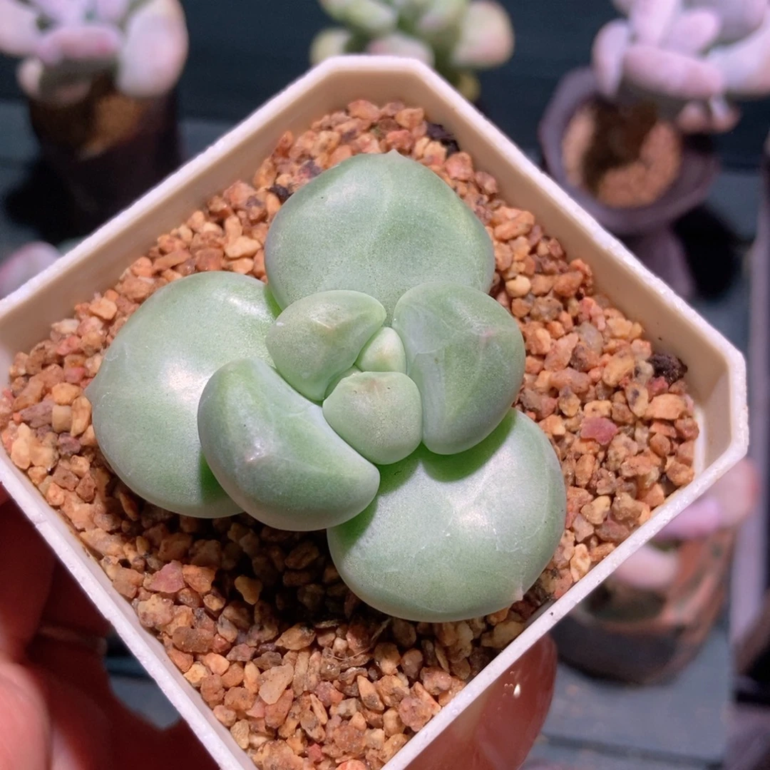 艾尔琴斯一物一拍