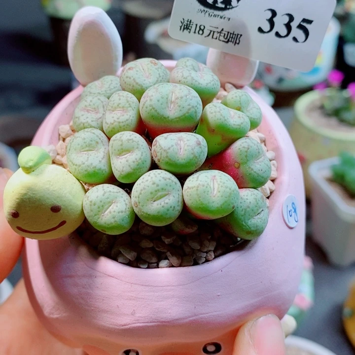 生石花花花花花花335