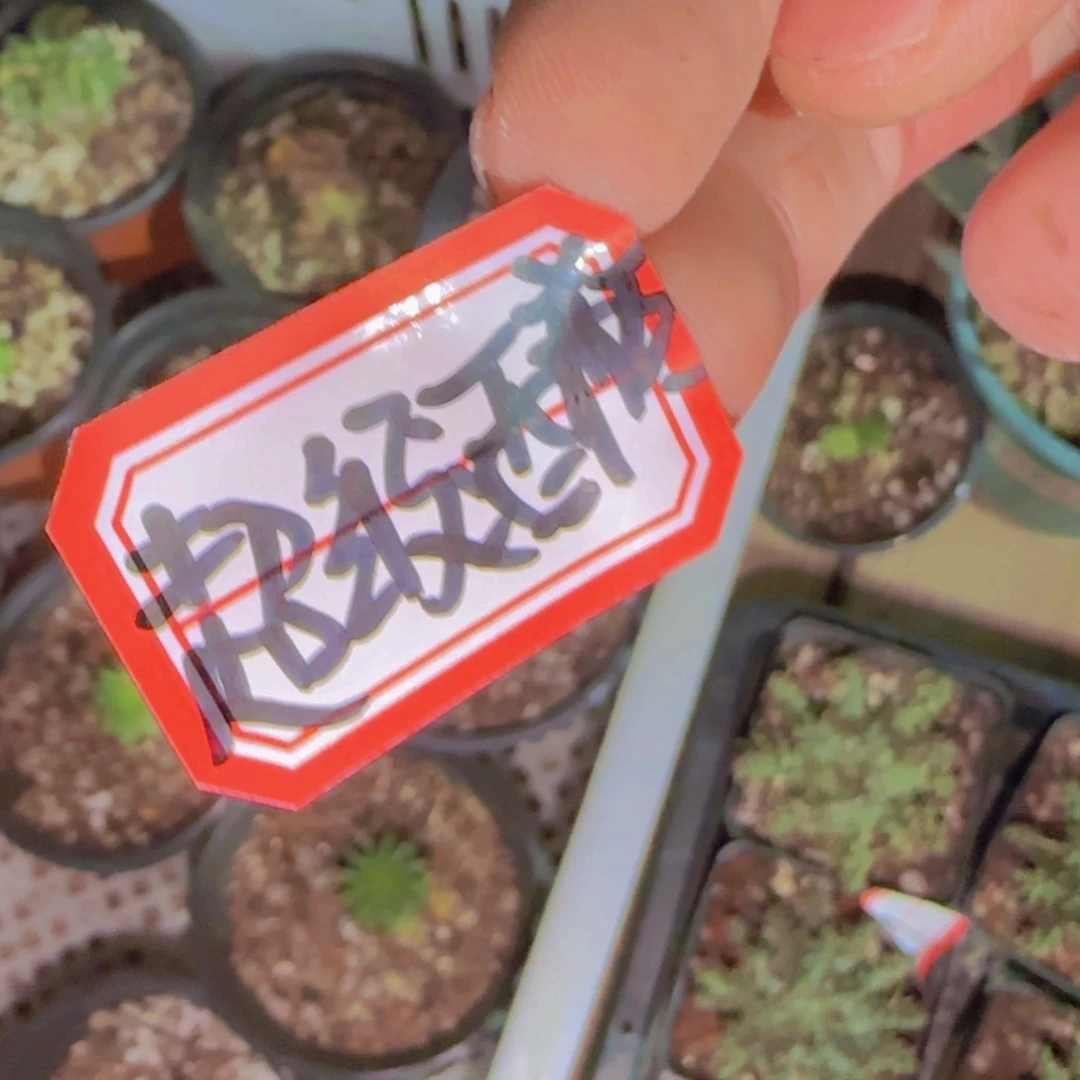 块根植物块根植物