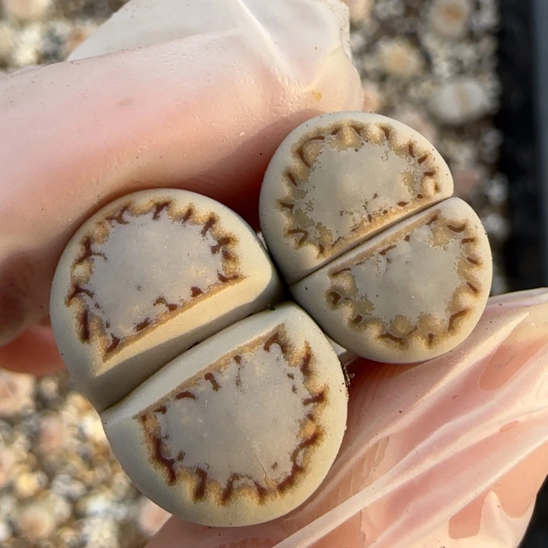 不***～11.11。217饼干2。 5012