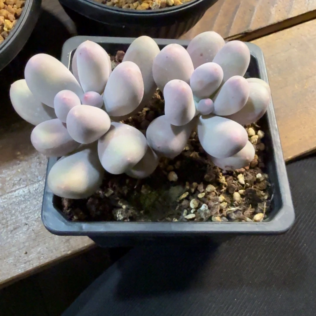 米可奶111111111111111111111