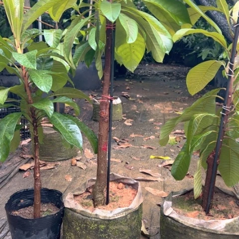 业***哥金钻凤梨25784787478