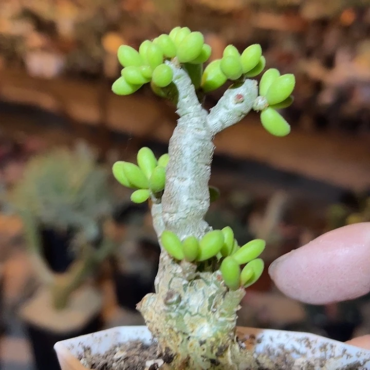 满38包邮2天凑单，脱土晾根发货多肉植物诱惑奇峰锦