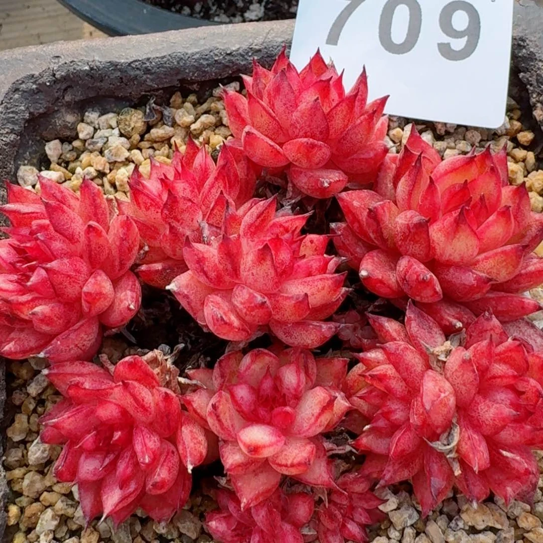 流星雨         精品多肉