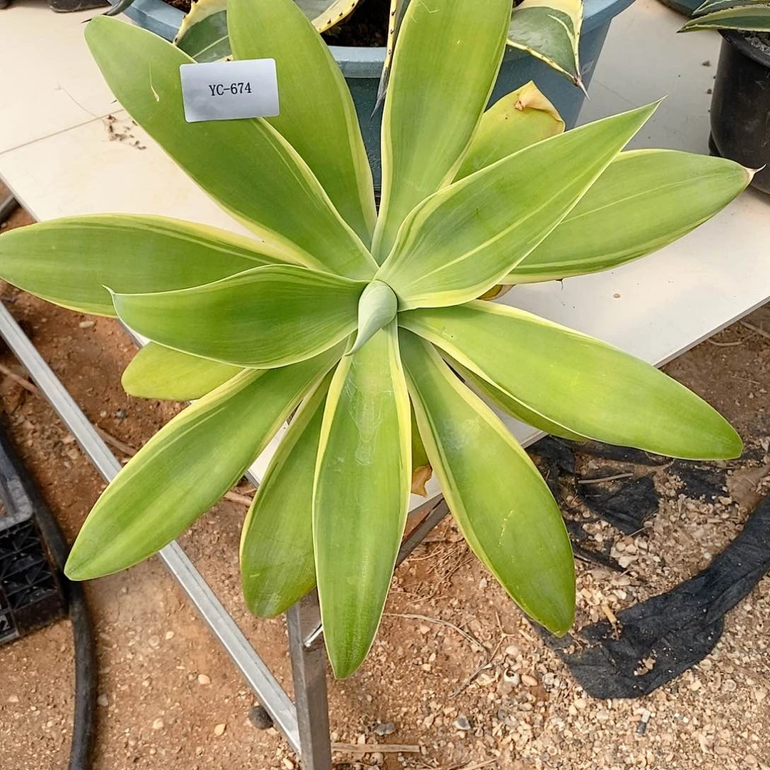 狐尾黄腹轮。龙舌兰。