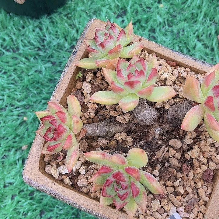 东云杂1877多肉植物