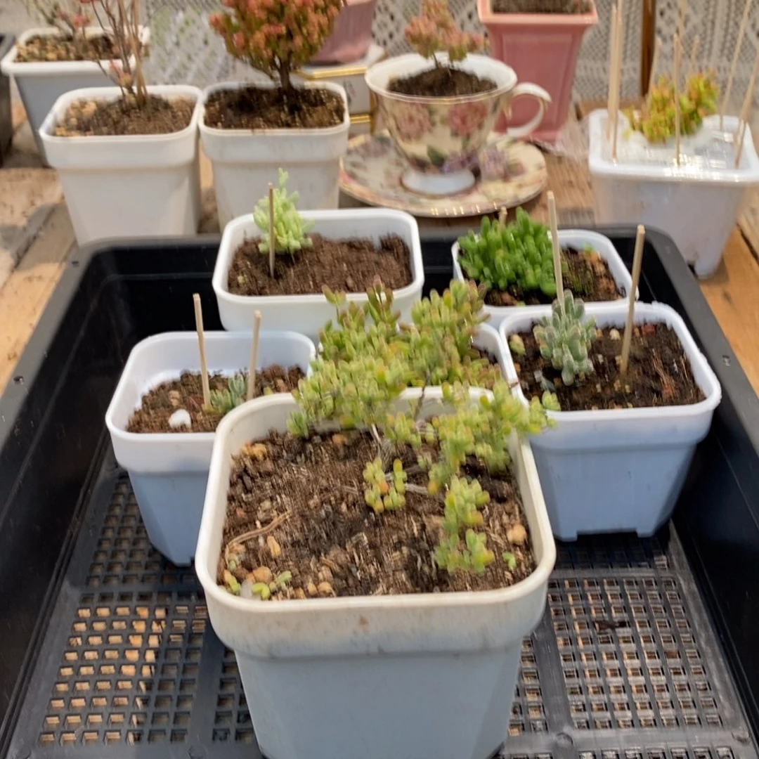 枝干番杏多肉植物493