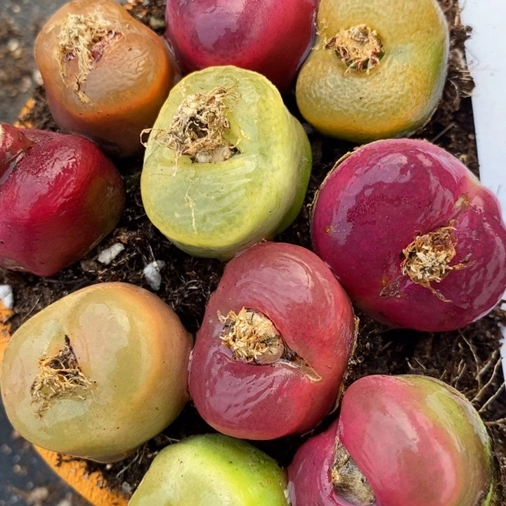 2288一组一组彩蟠桃