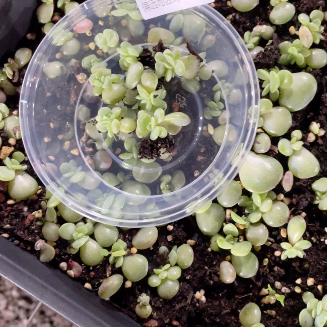 吙***狸烟霞一物一拍543..