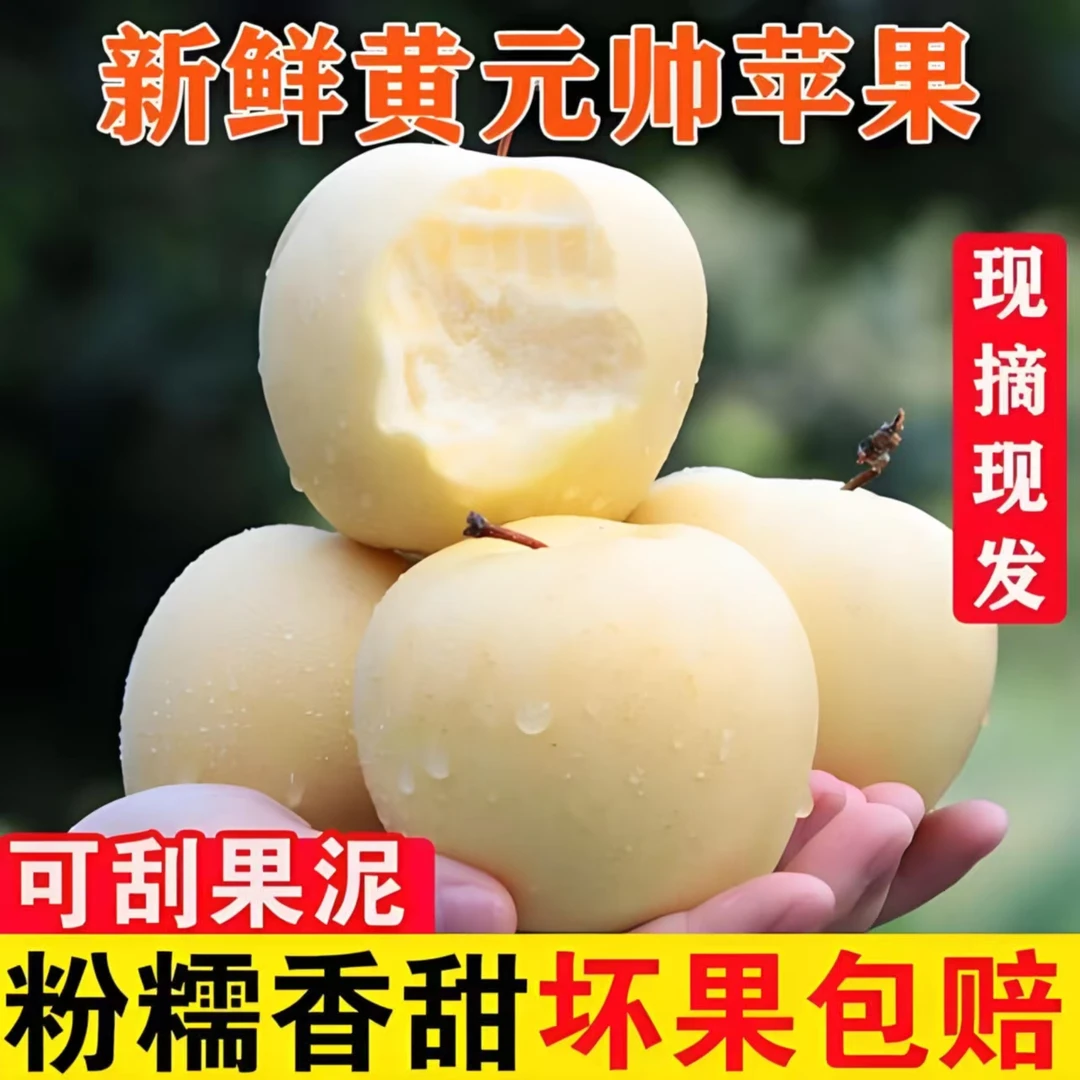 甘肃奶油黄元帅苹果新果上市头茬脆甜多汁应季水果整箱