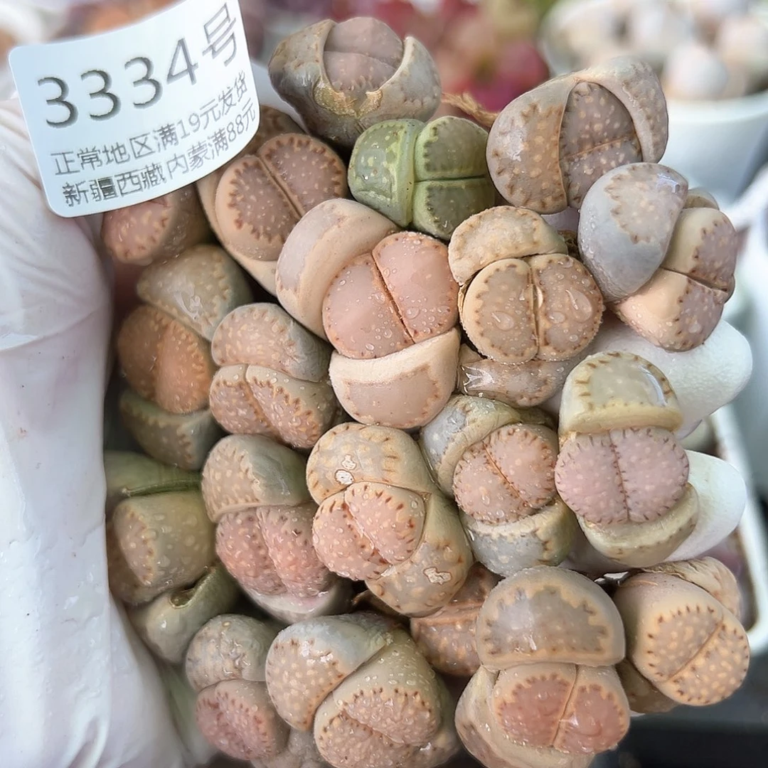 3334三年控养精品饼干20颗打包出了