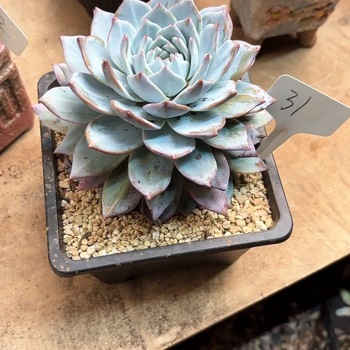 多肉植物，粉蓝鸟31号