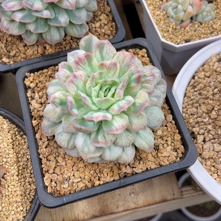 泡泡纱裙 夏鸣园艺