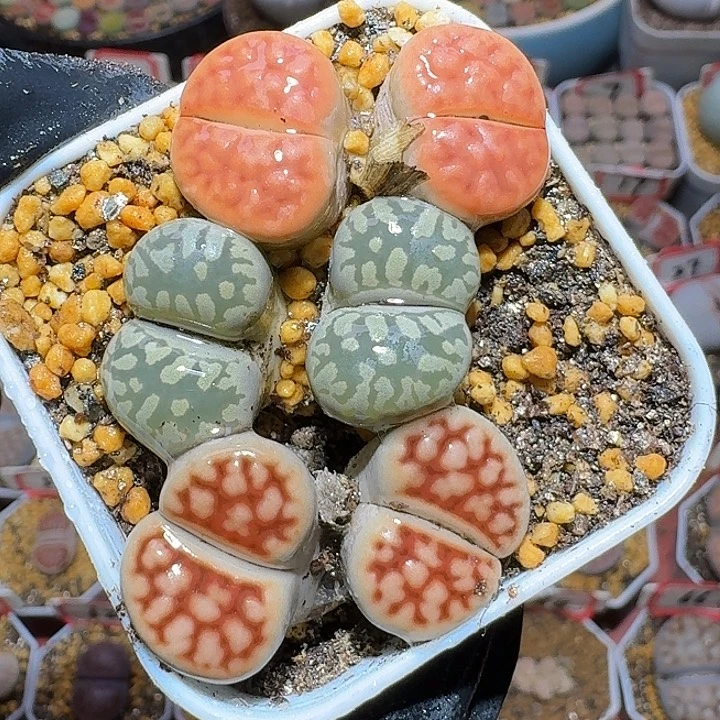 生石花111111。  91