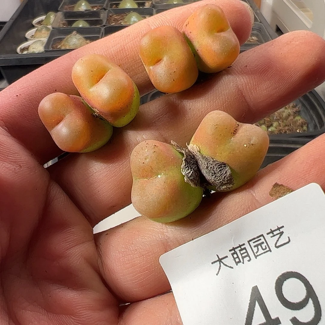 一物一拍1430.5水蜜桃。  49