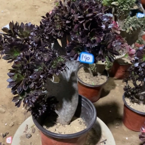 黑法师缀瑕疵一物一拍