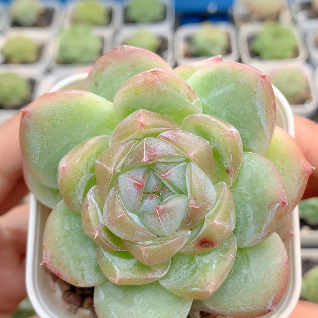 58包邮  群生不包整80