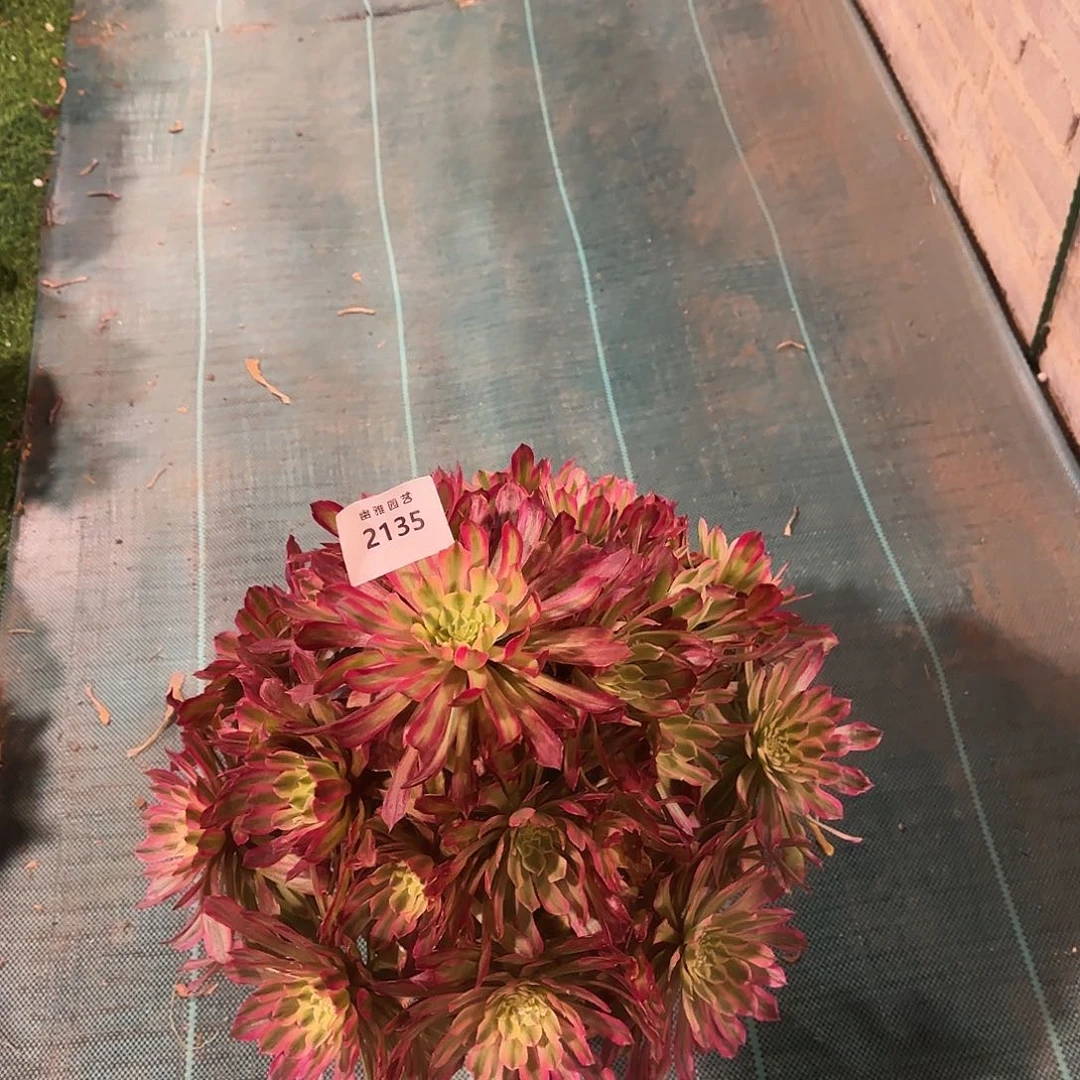 多肉植物紫微2135