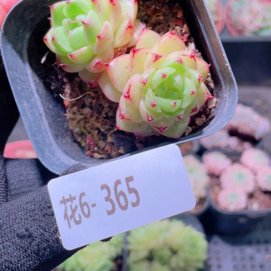 花利美6-365海王