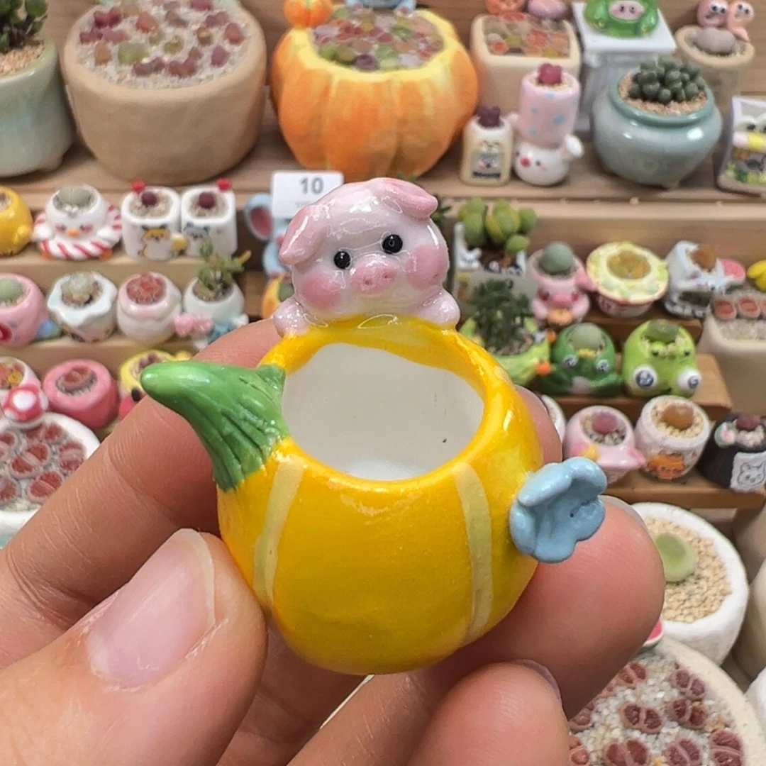 T***a多肉植物18号单独盆