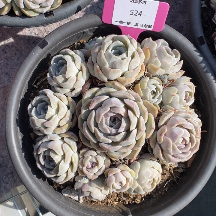 524汉堡肉肉肉肉肉肉肉