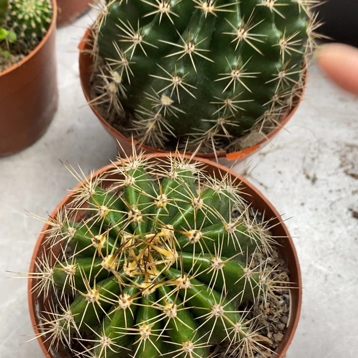 香香实生彩草2棵7-8公分左右