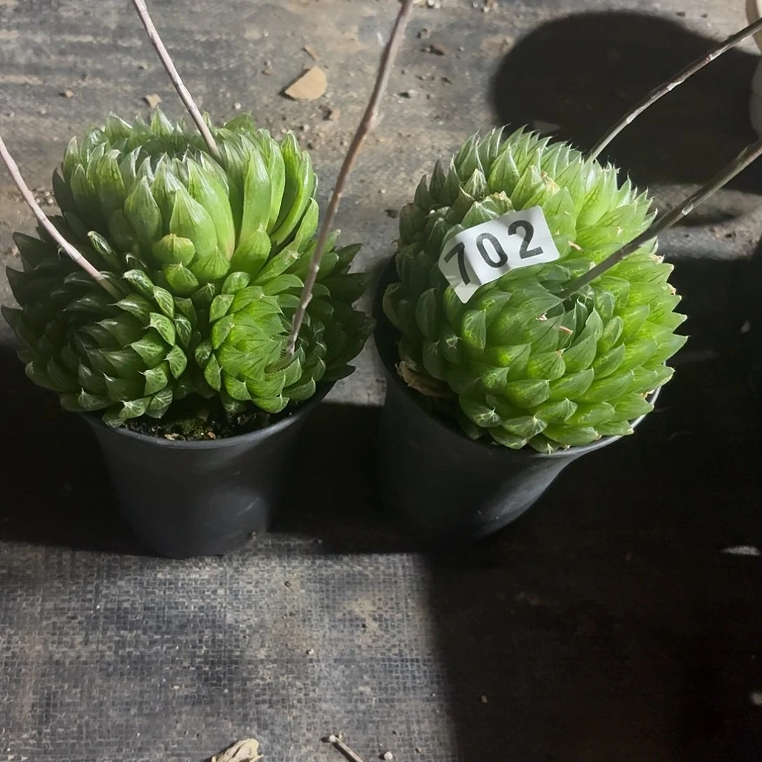 樱水玉露一物一拍2颗702