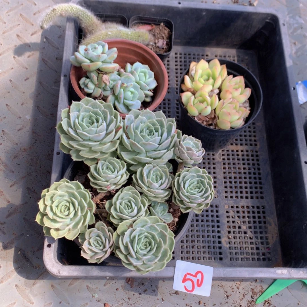 多肉植物一单包邮50