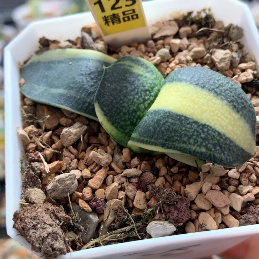 【闪购商品】123珍珠蜗牛