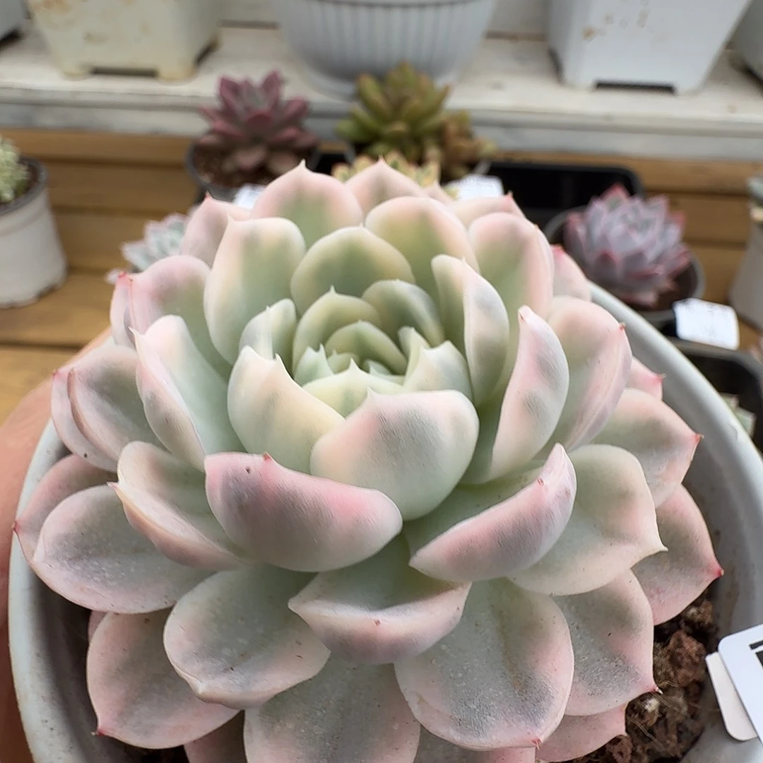 雪球锦11111223-167