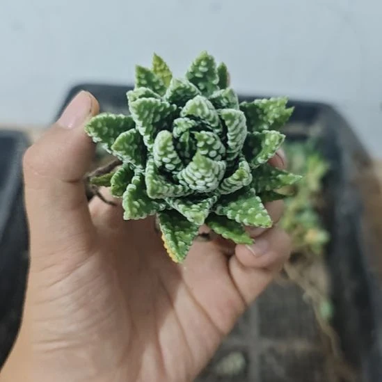 一物一拍。短圆叶！！！
