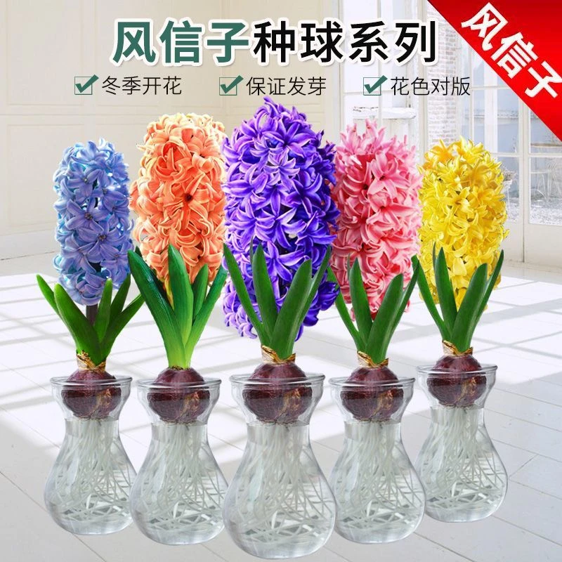 【新疆包邮】风信子水培花卉植物秋冬开花大花耐寒易活花卉盆栽植物