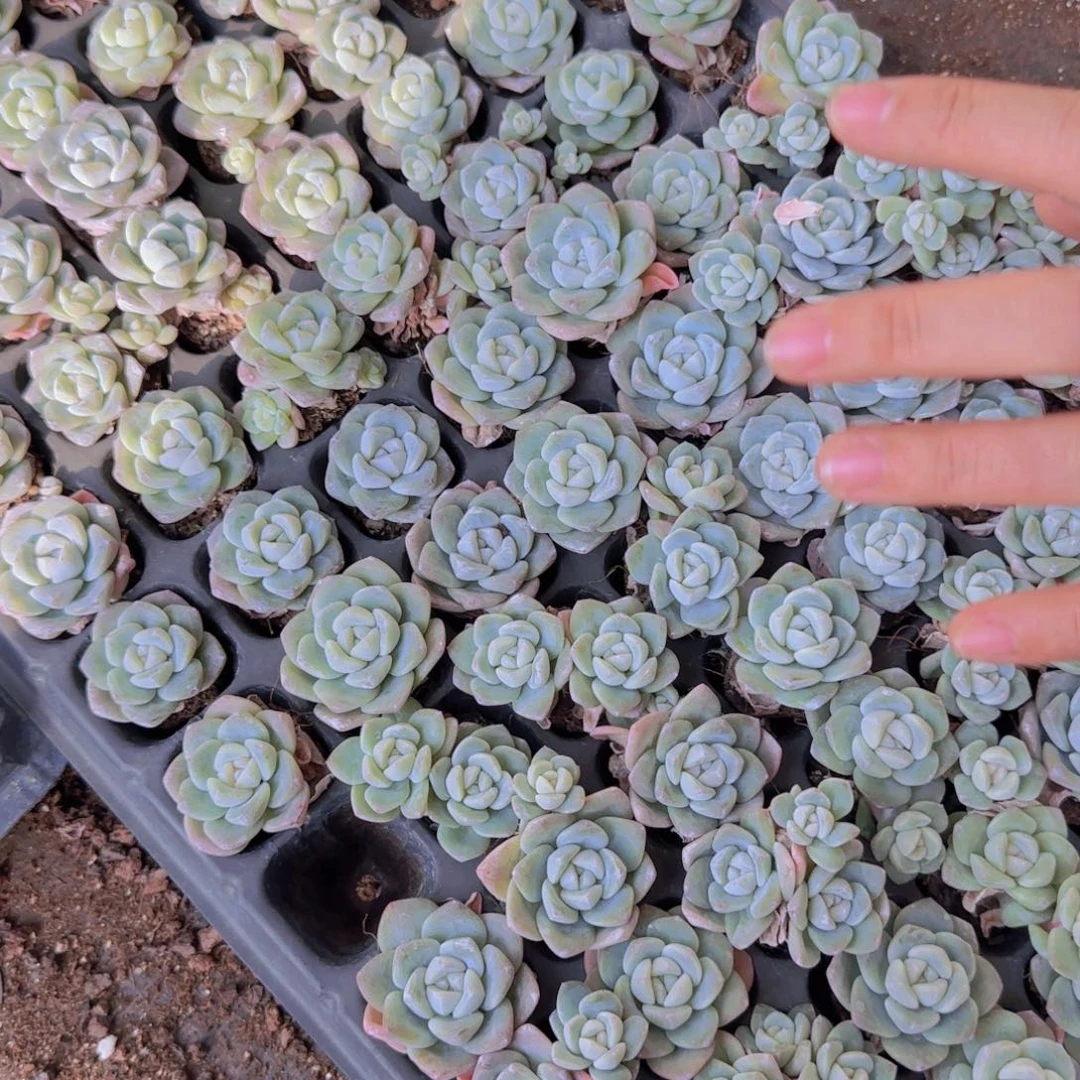 双十一冰玉穴盘50颗一组多肉