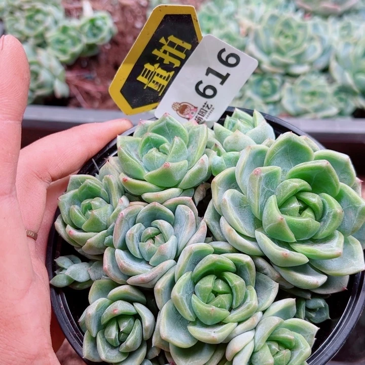 多肉植物多肉植物