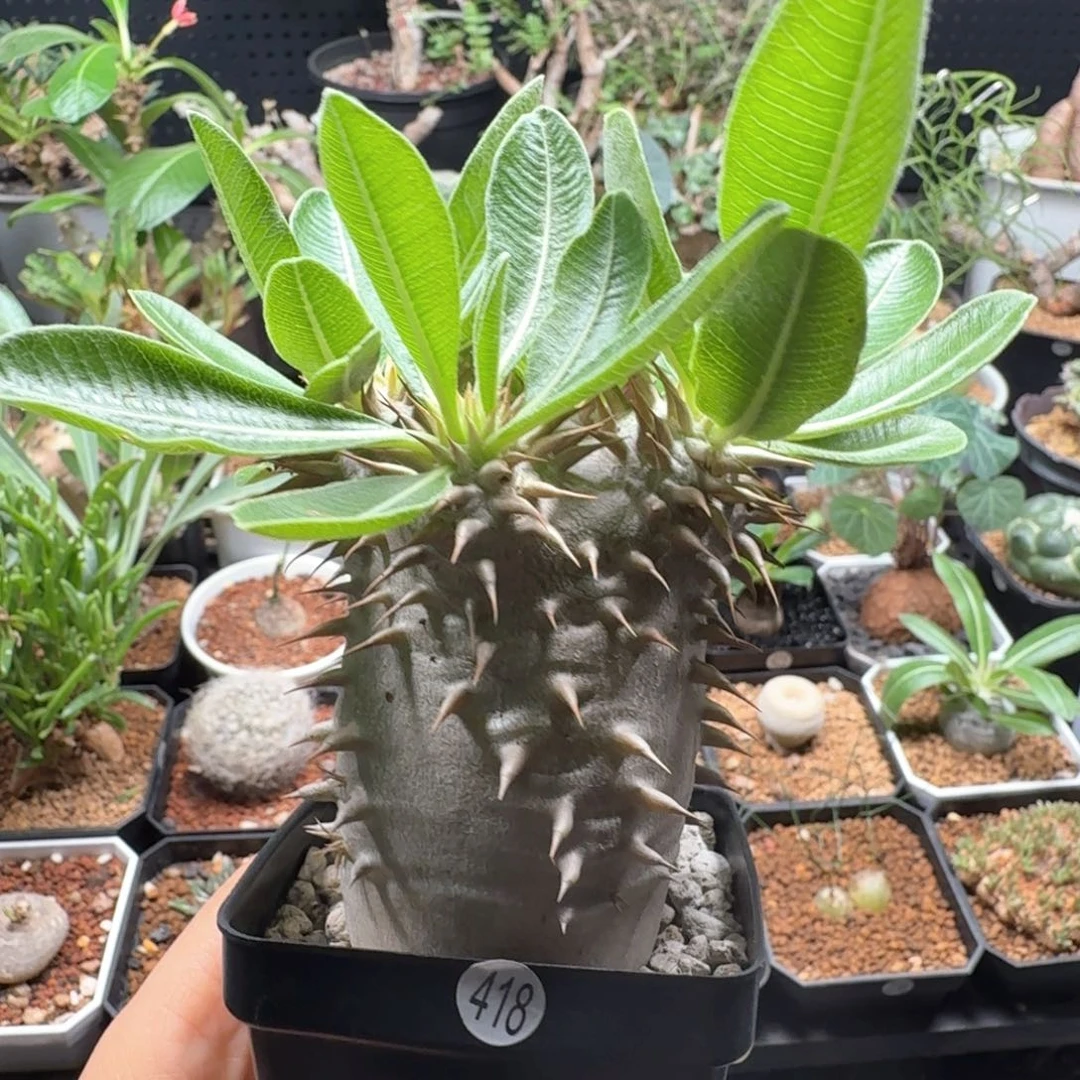 女王玉 418 仙人球