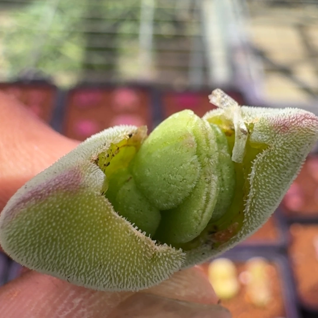 丶*雨云缦精品番杏14.20