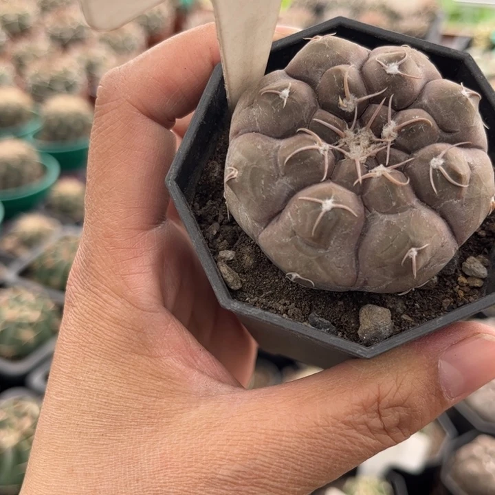 ?6101实生铅皮好养好活