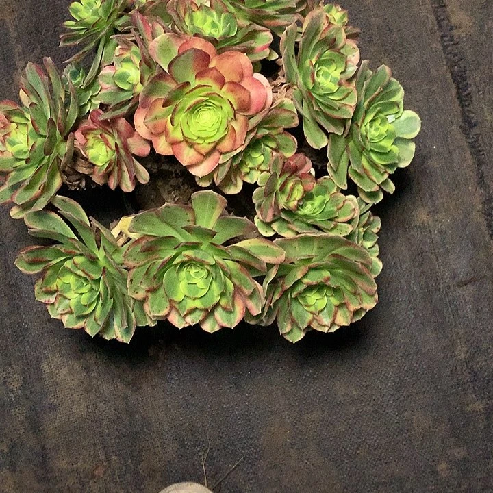 多肉多肉多肉多肉奶白144