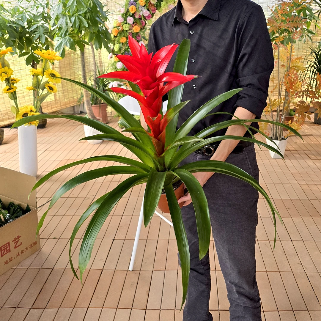 大盆鸿运当头盆栽大型绿植年宵花卉四季开花开业喜庆办公室内植物