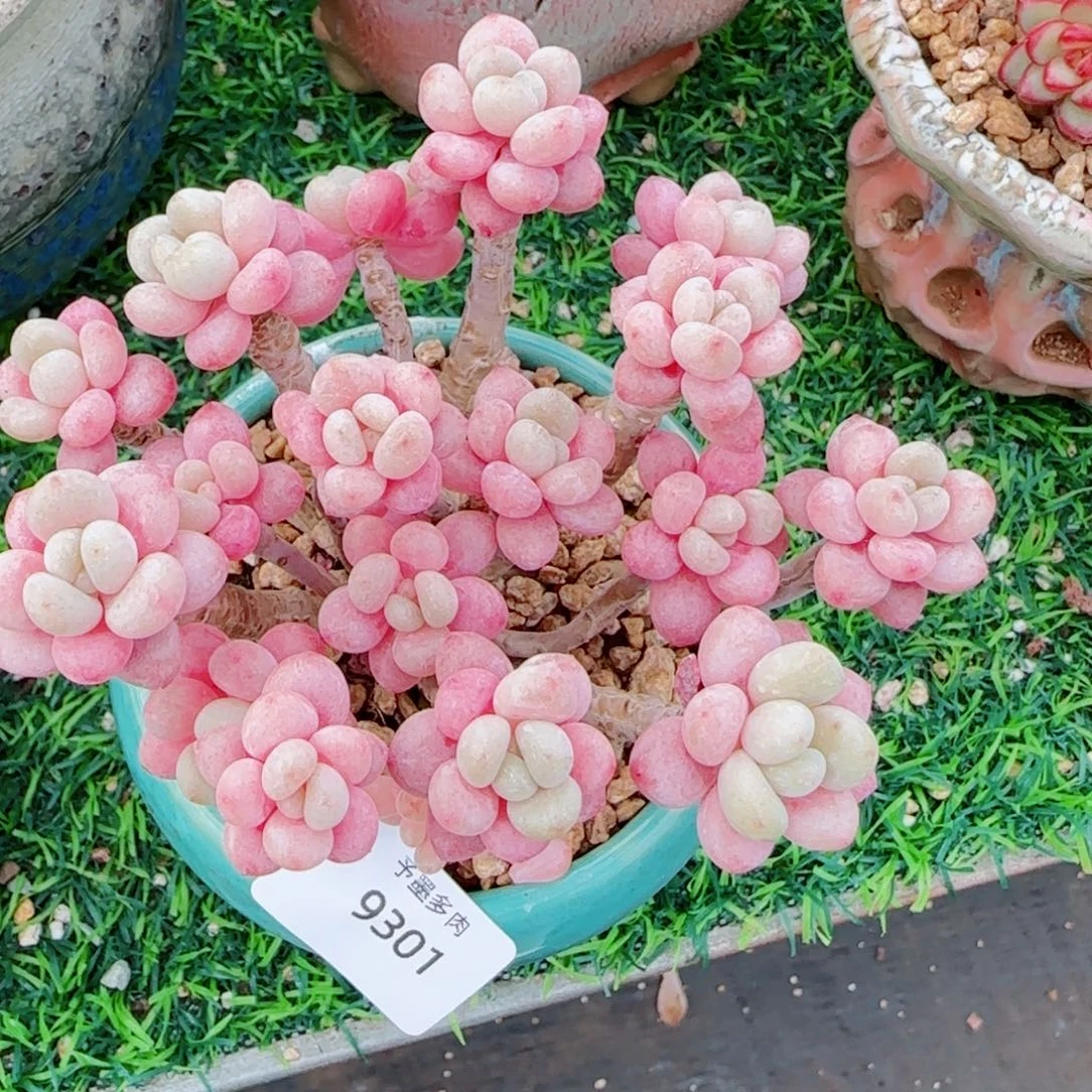 鱼子酱无砍，9301多肉植物