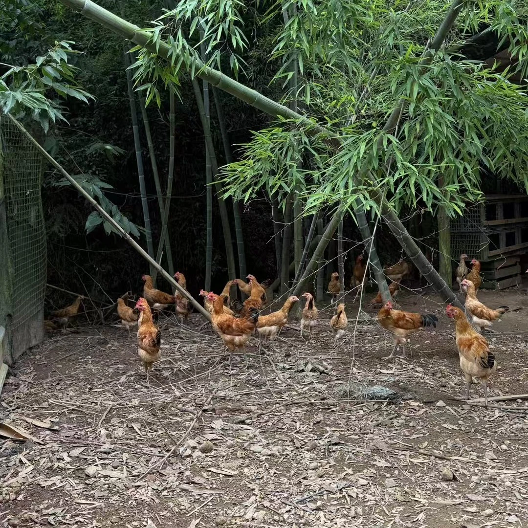 闽北高山散养小公鸡