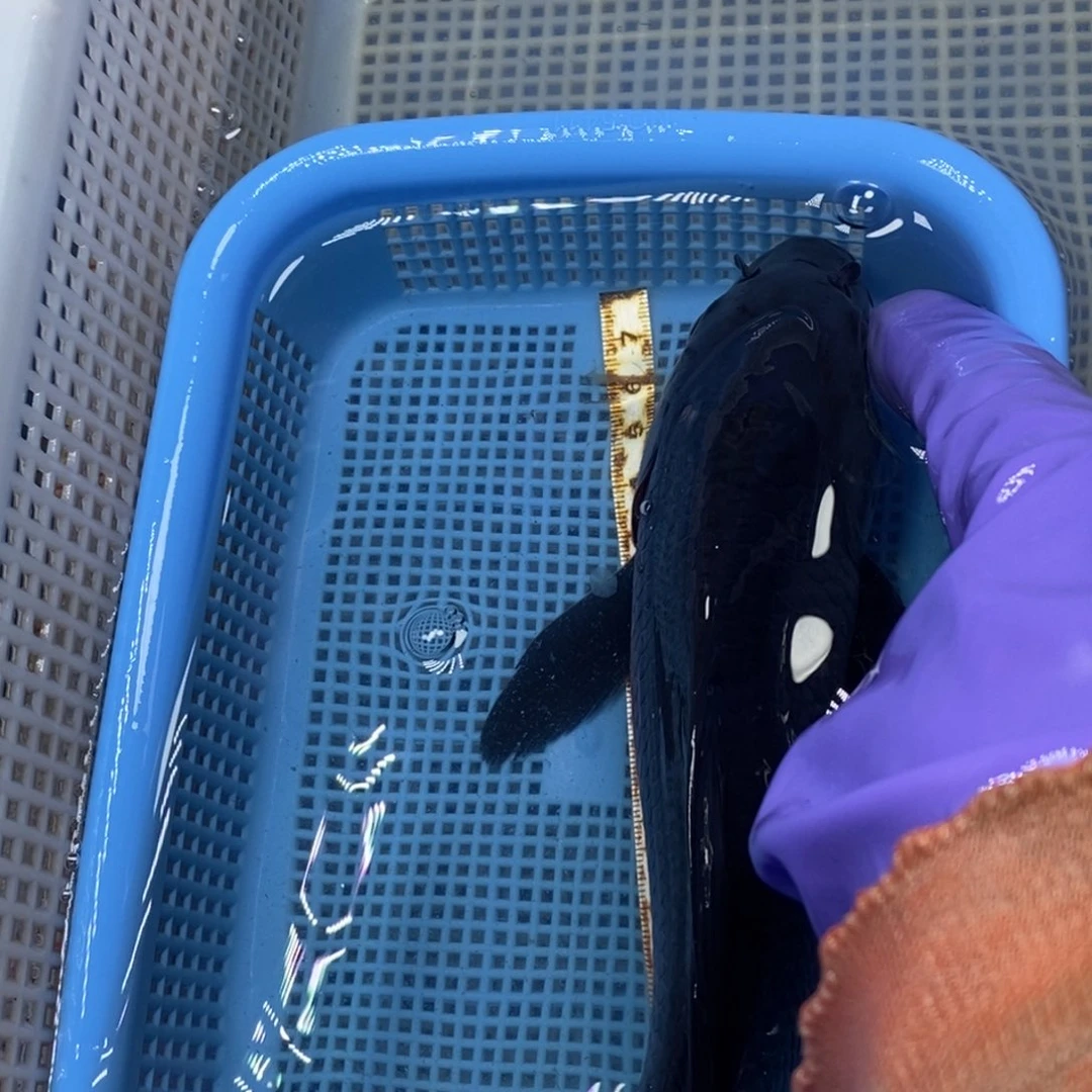 锦鲤冷水锦鲤包邮