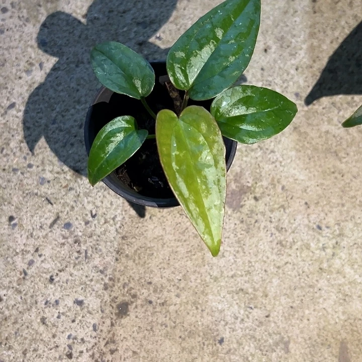 朋***友完全开放优选奢华x